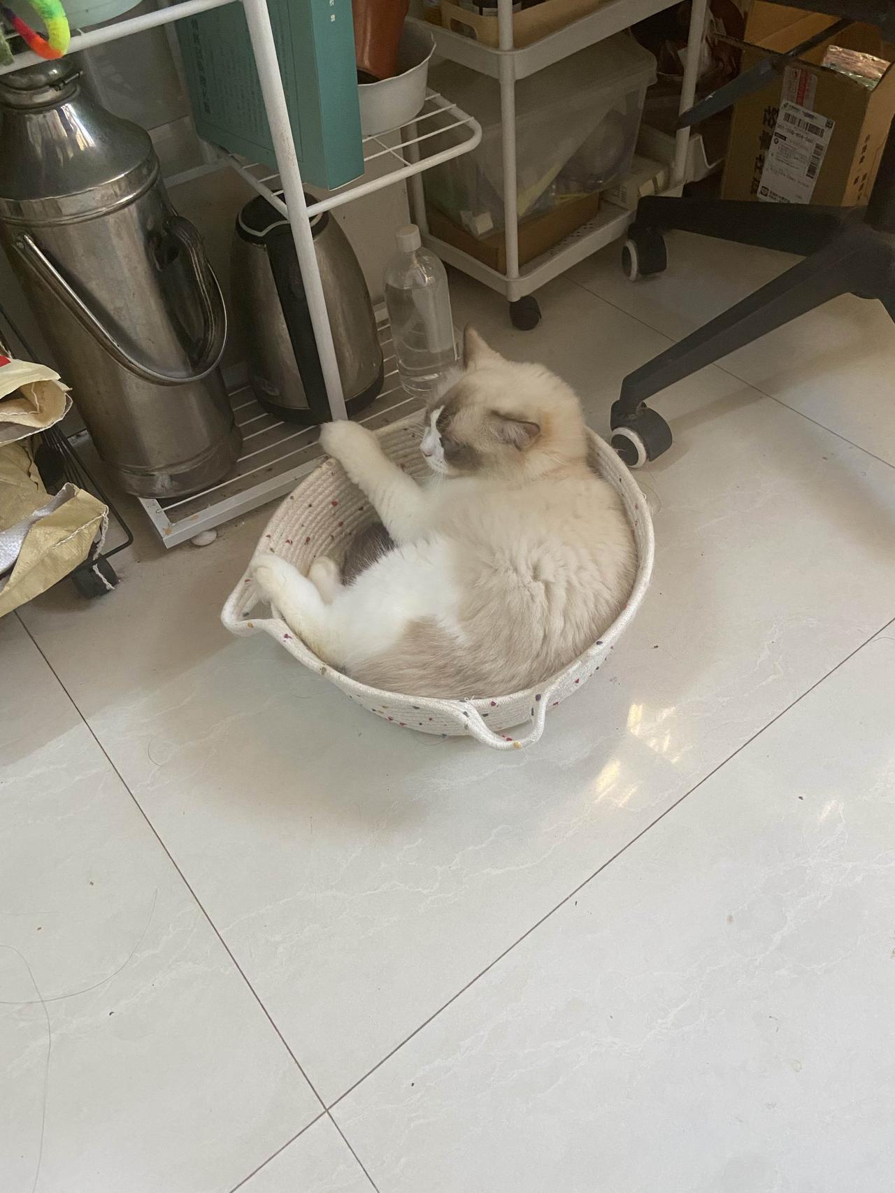 辗转了几个我给她安排的安乐窝，她都不满意最终每天晚上都会侧躺在门缝正下方，脑袋刚