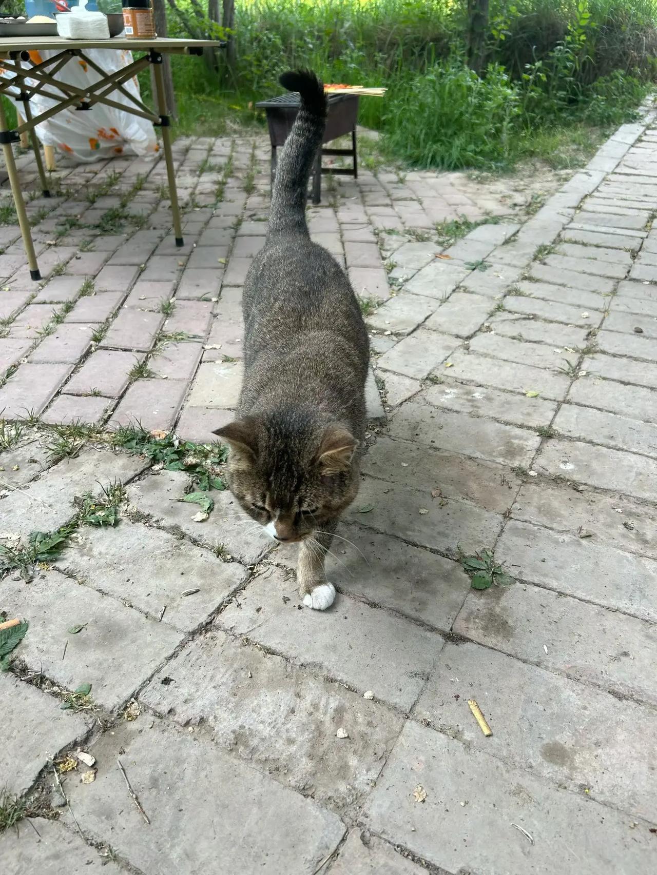 野猫一只！！！