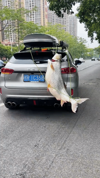 有些钓鱼人钓到大鱼以后就是喜欢开车到处炫耀？
好像是生怕别人不知道啊！钓鱼界牛人