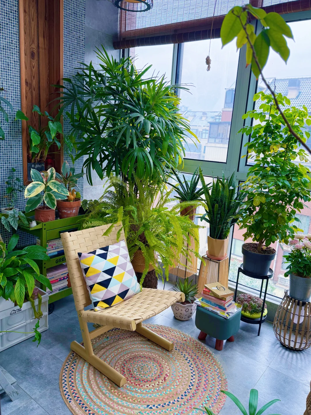 四季如春的阳台小森林有谁不爱呢⁉️