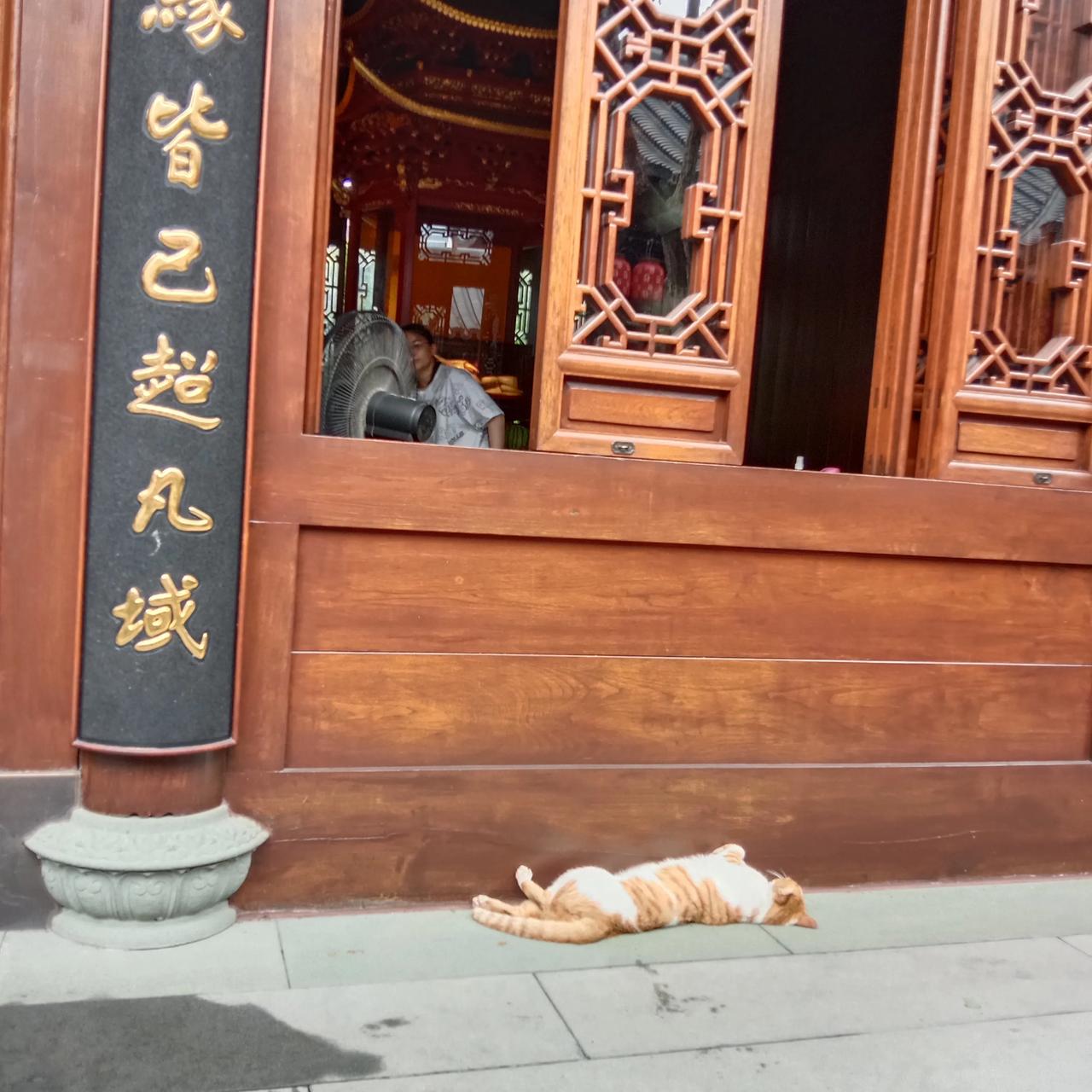 上海玉佛寺印象记之（三）
此次来到玉佛寺，给我留下最为深刻印象的事物，或许大家都