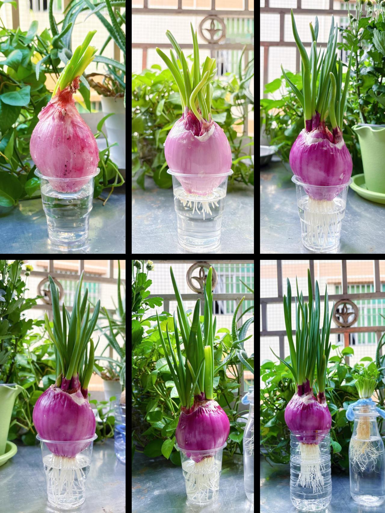 洋葱是能吃的心脏支架？

要不是人民网发文，我还真不知道吃洋葱居然有这么多好处。