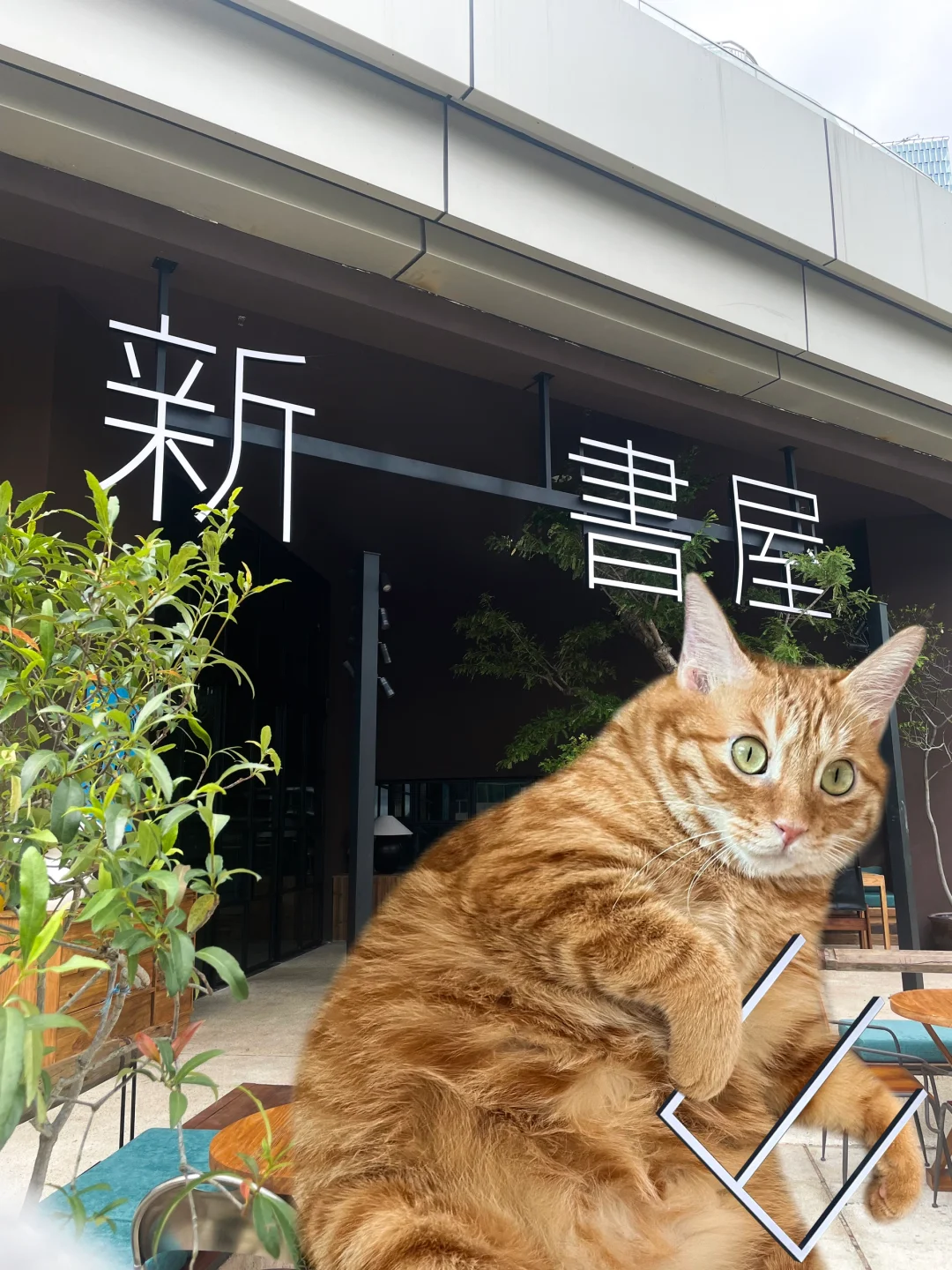 偷感很重的新山書屋代言喵…