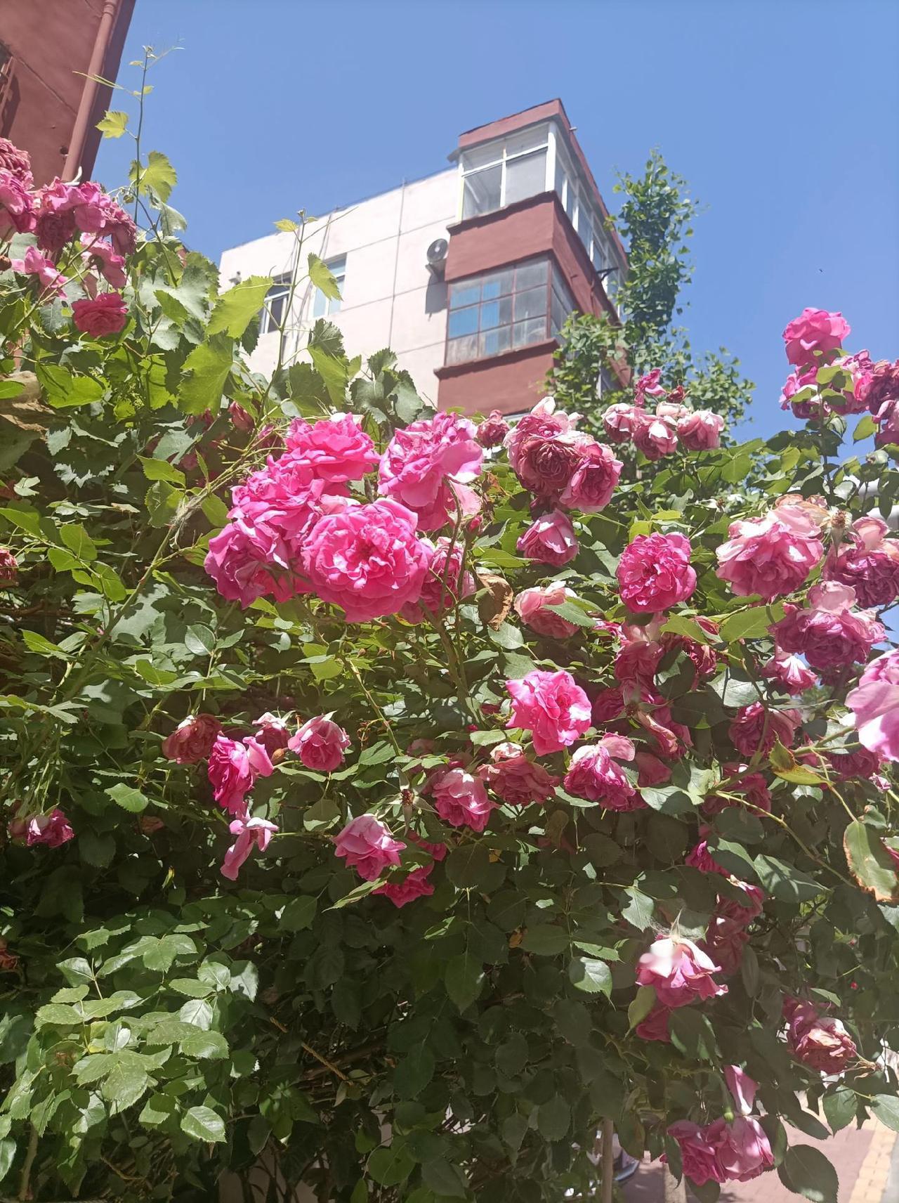 鲜花盛开 爬藤月季 花草树木 繁花似锦 绿树成荫