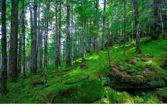 如果打仗了往山里跑安不安全？就这么跟你说吧，10个人躲山里，大概只有7~8个能活