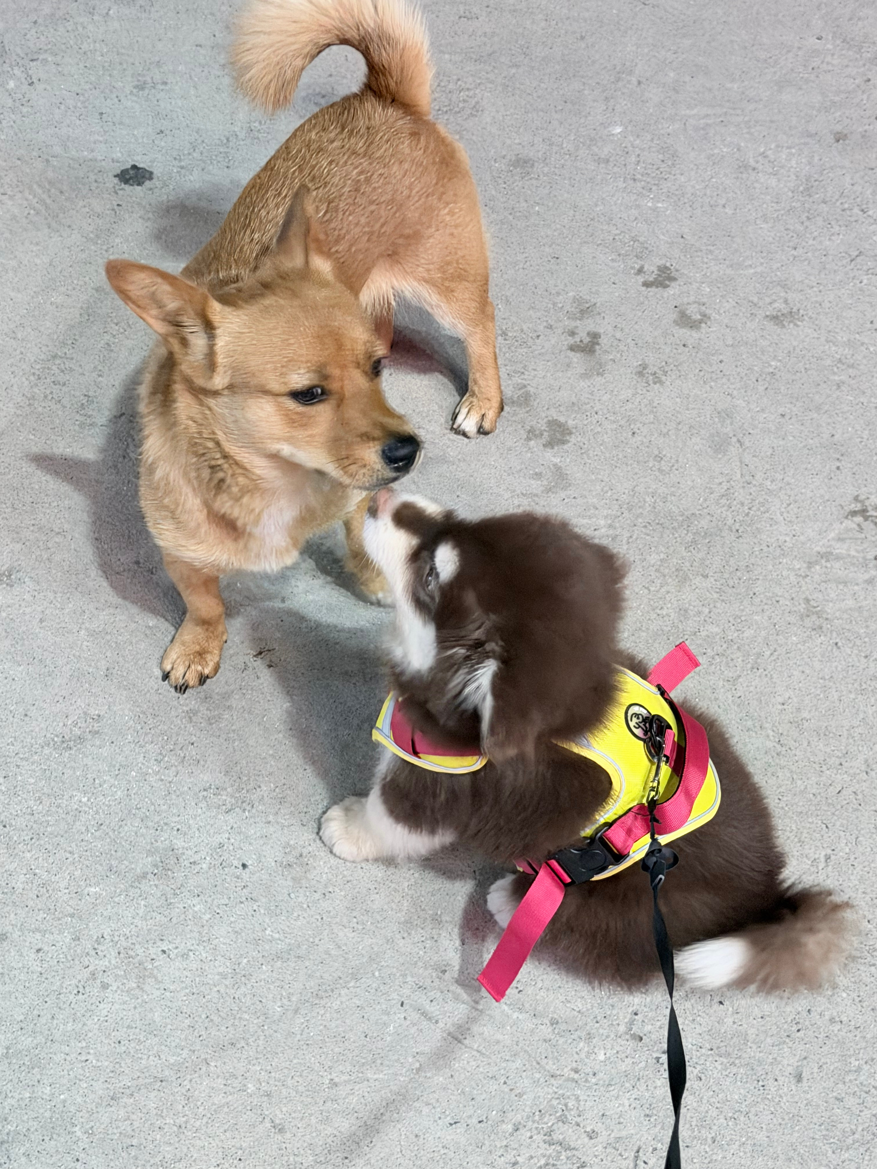 狗生遇到的第一个小朋狗🐶 漯河·沙澧河风景区