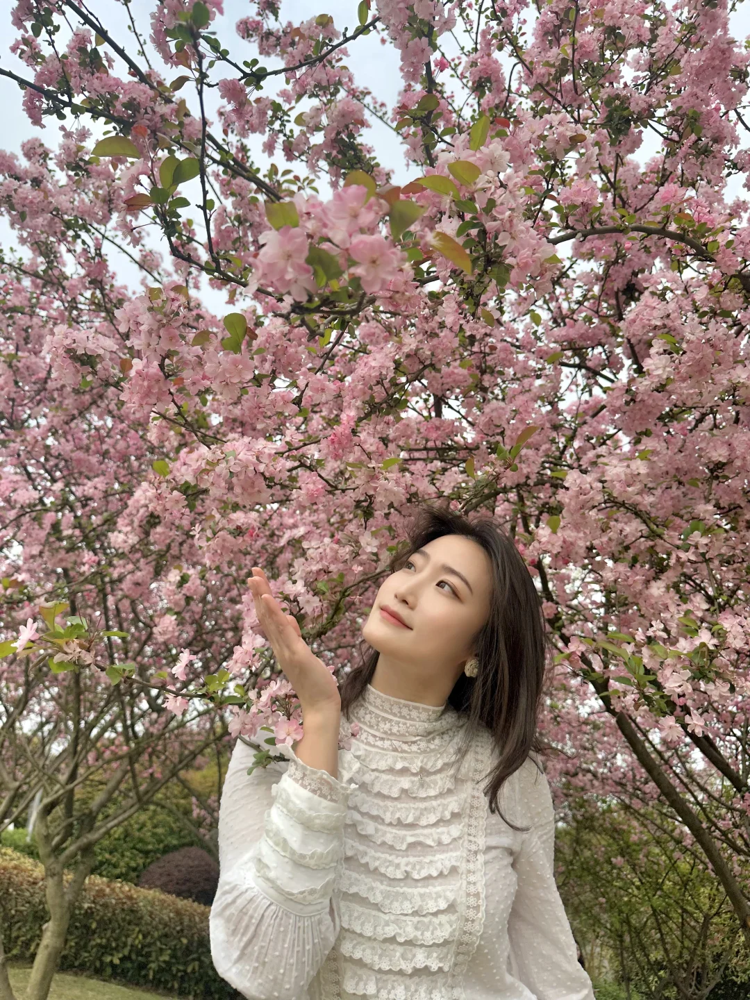 重庆赏花🌸｜超级震撼的垂丝海棠