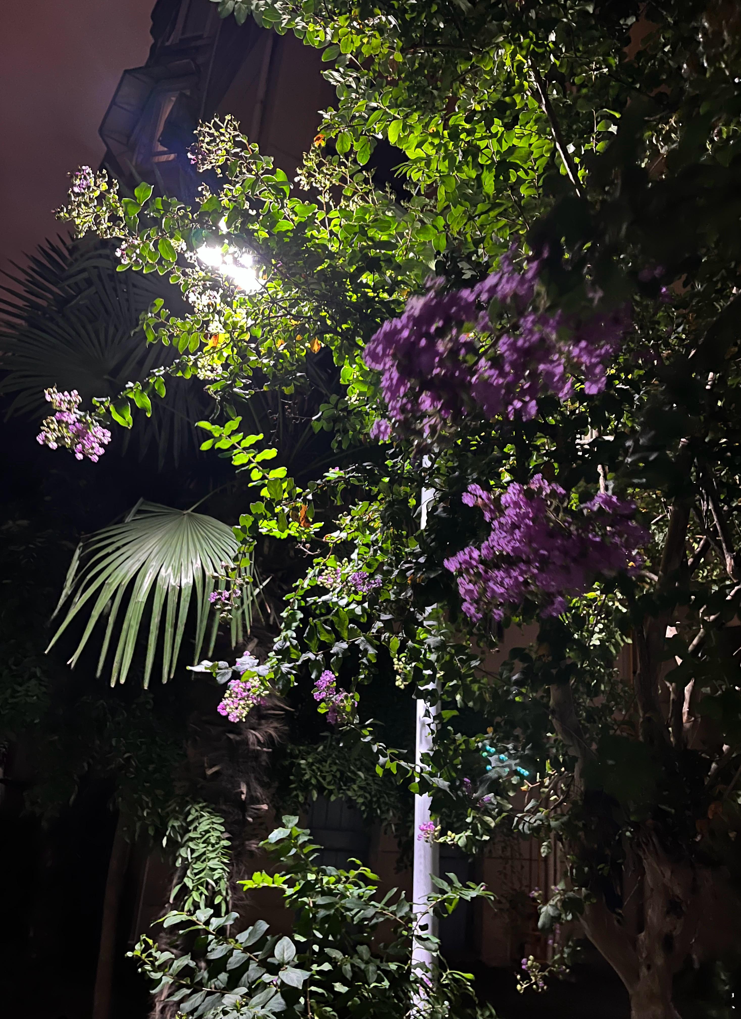 秋风轻拂，紫薇花开[可爱] ​​​