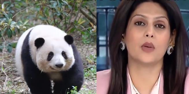 印度凭啥没熊猫？卡塔尔豪掷15年供养，爱尔兰人看杭州傻眼了
在外网问答平台上，一