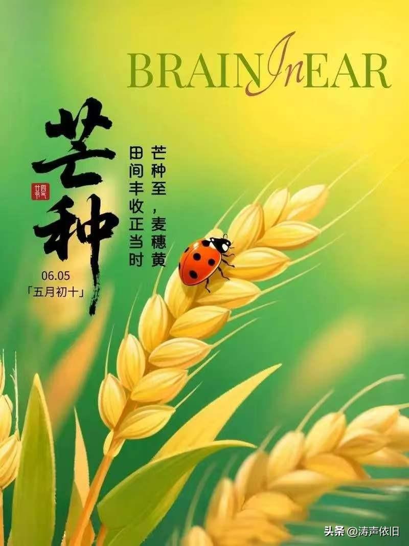 《七律·芒种咏》
  （2026.6.5）

时逢芒种暖风扬，
沃野千畴麦渐黄。