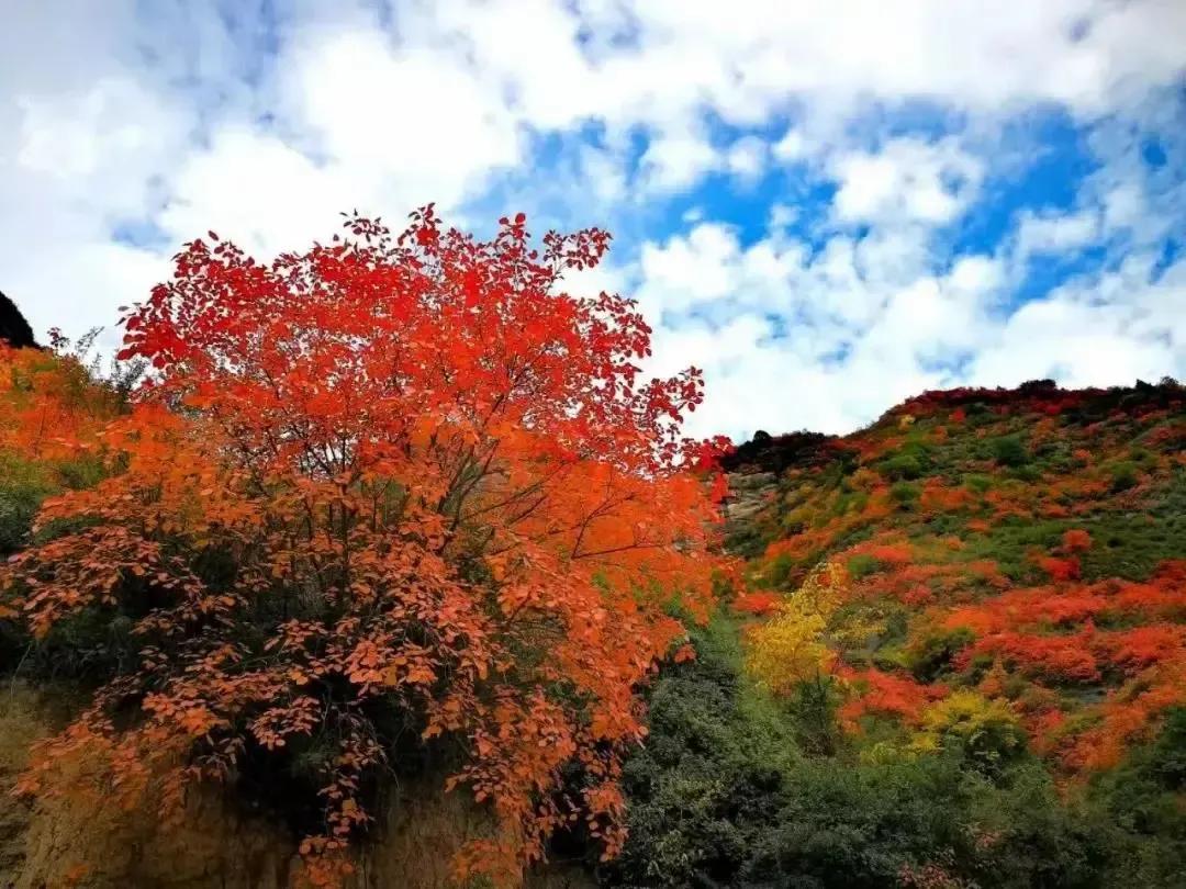轱辘体：满山红叶似丹霞
根据电影《等到满山红叶时》的插曲《满山红叶似彩霞》化句而