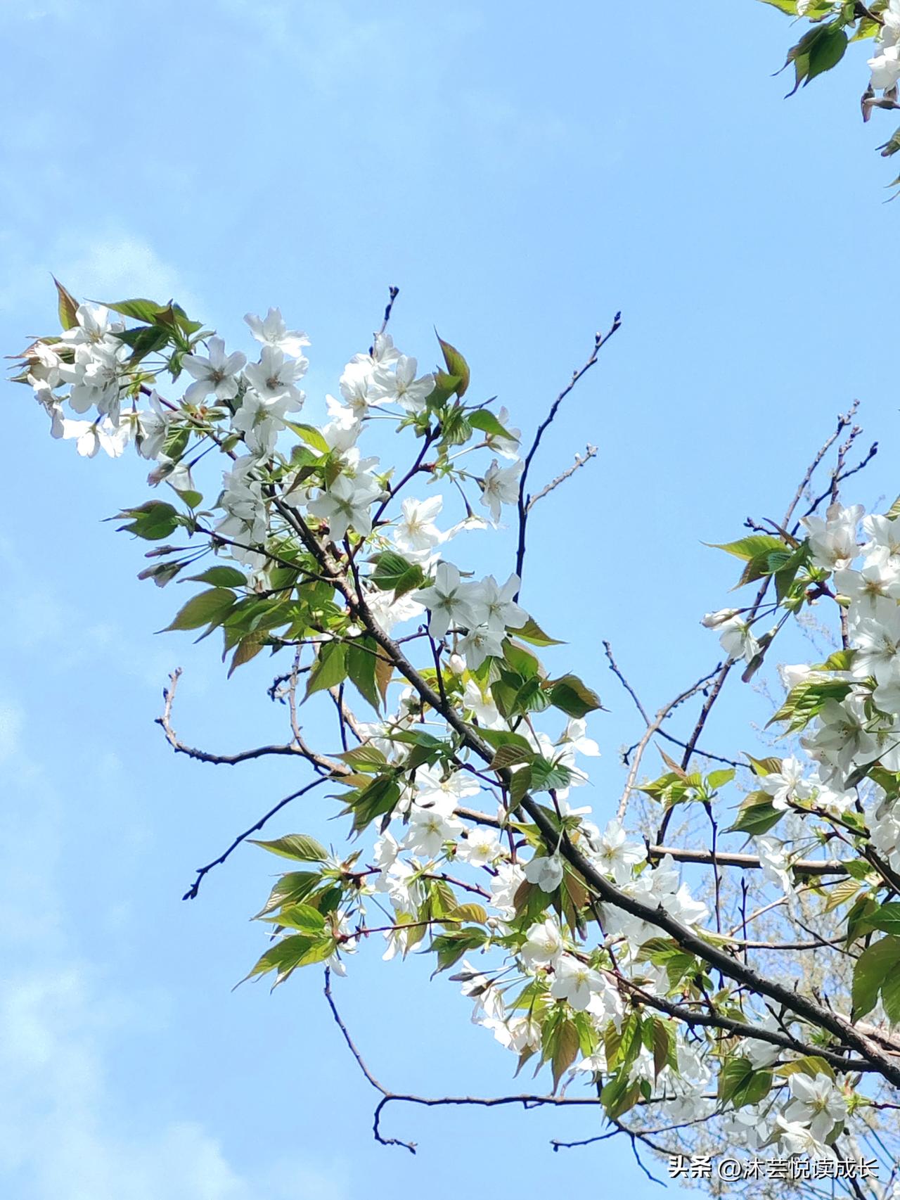 你敢信吗？
人到退休，心愿反而变得简单又纯粹。
 
今年春天，我不求大富大贵，不