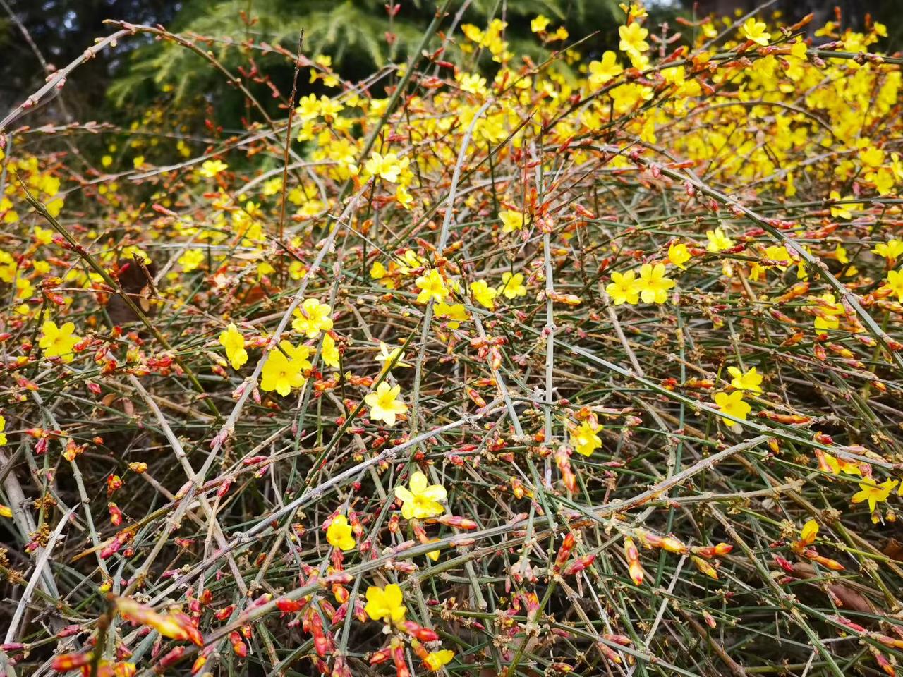 分享一张最近随手拍的照片
