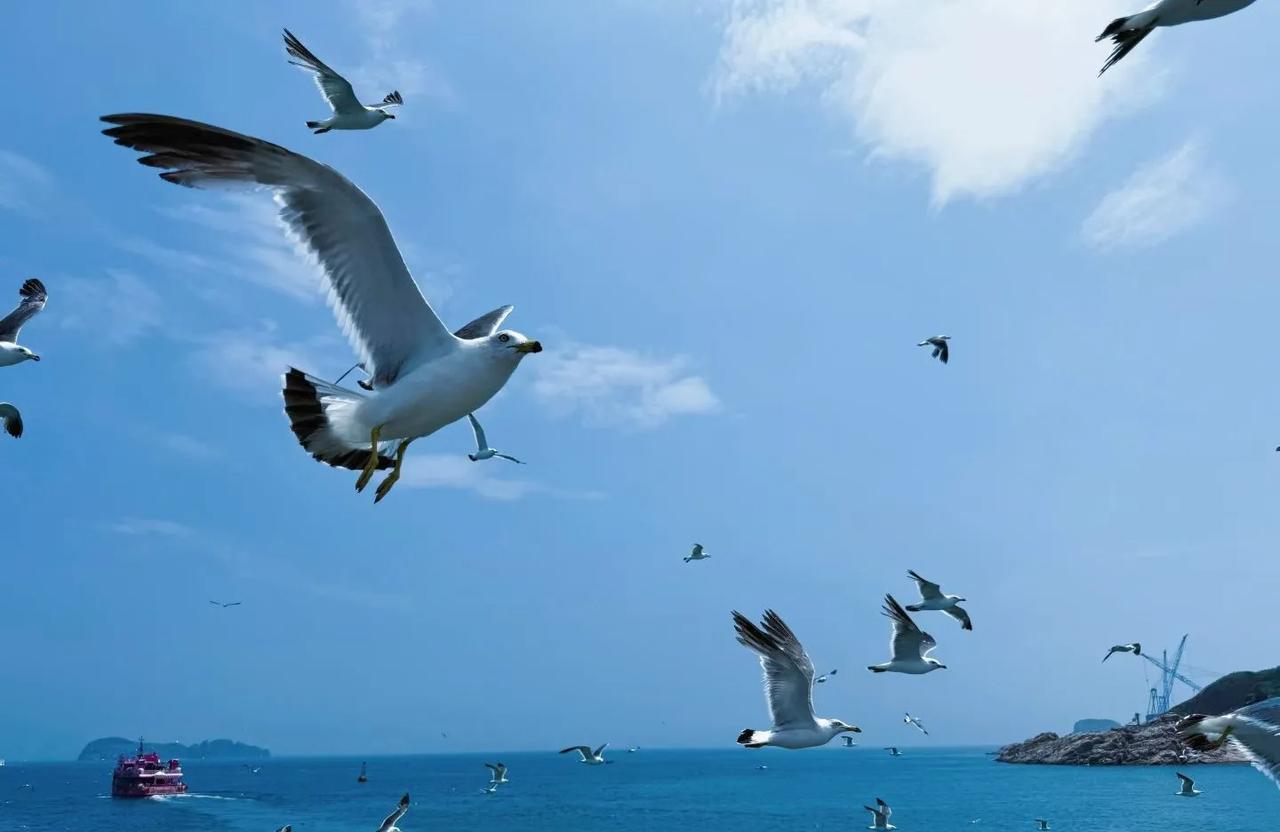 海鸥翱翔，碧海蓝天，夏日海滨的美好时光。