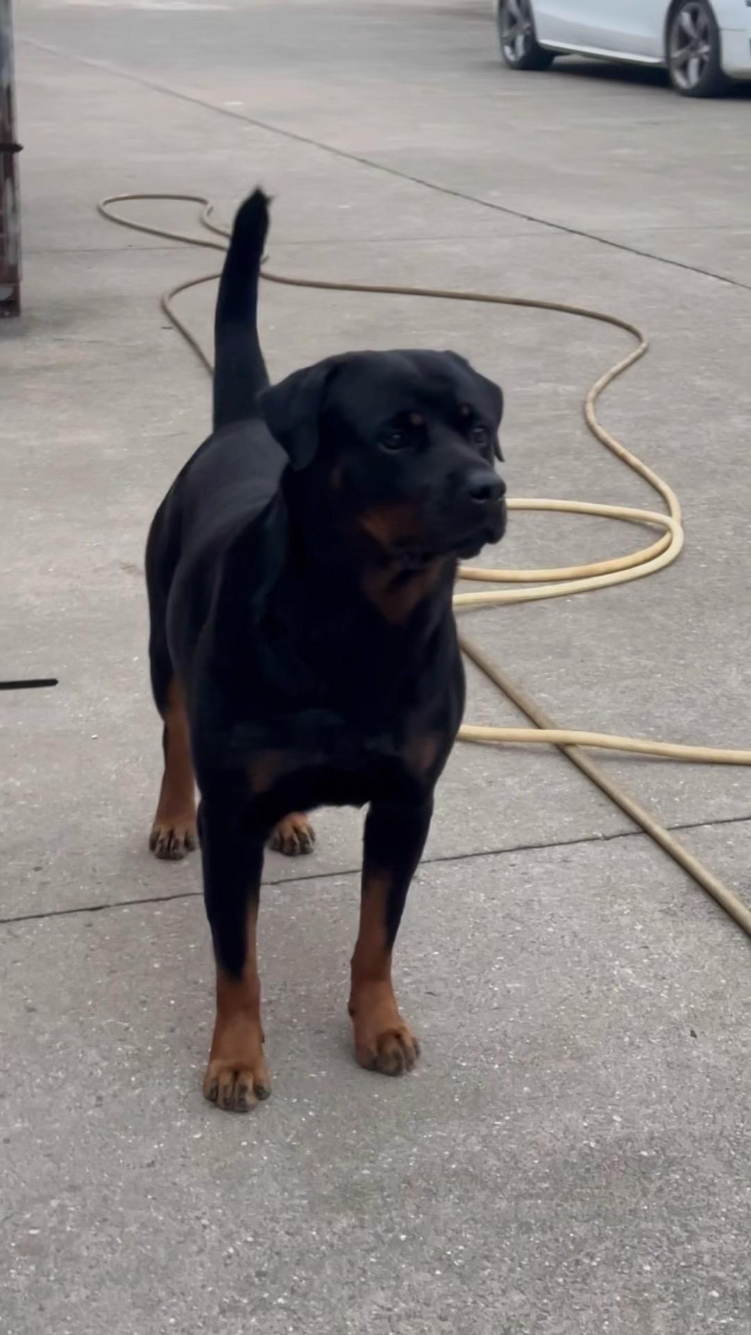 狗狗的样貌 主人的荣耀