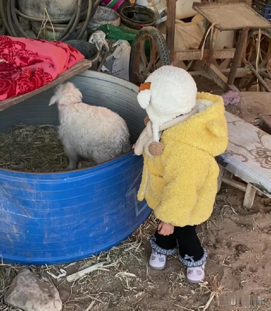 宁夏网红羊身价飙至30万，生活待遇提高，解锁了声控、转圈新技能。专家也发话了，不