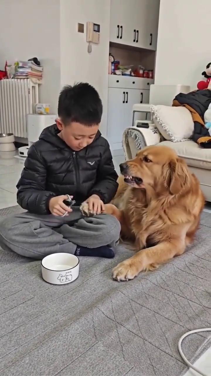 双标金毛实锤。