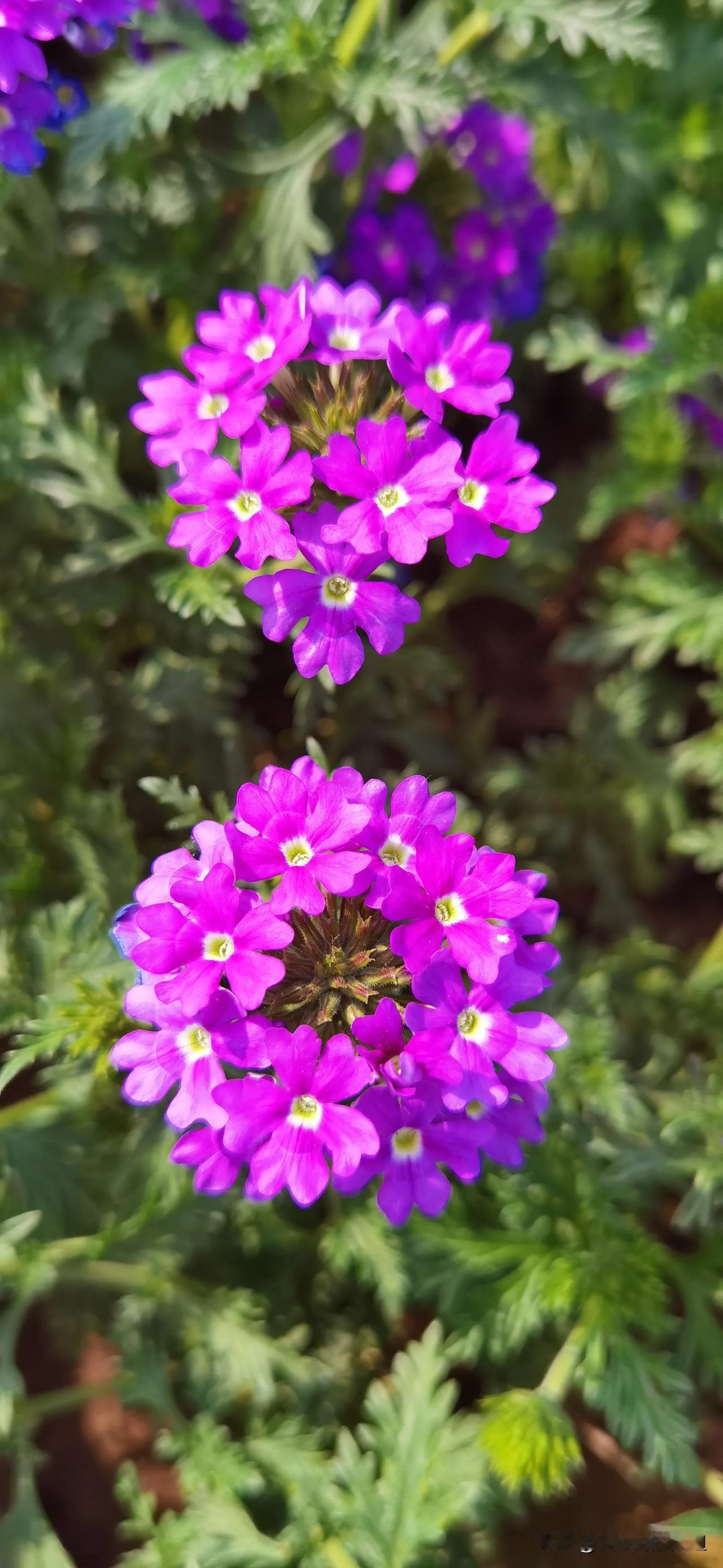 #可以分享你手机拍摄的花的照片#