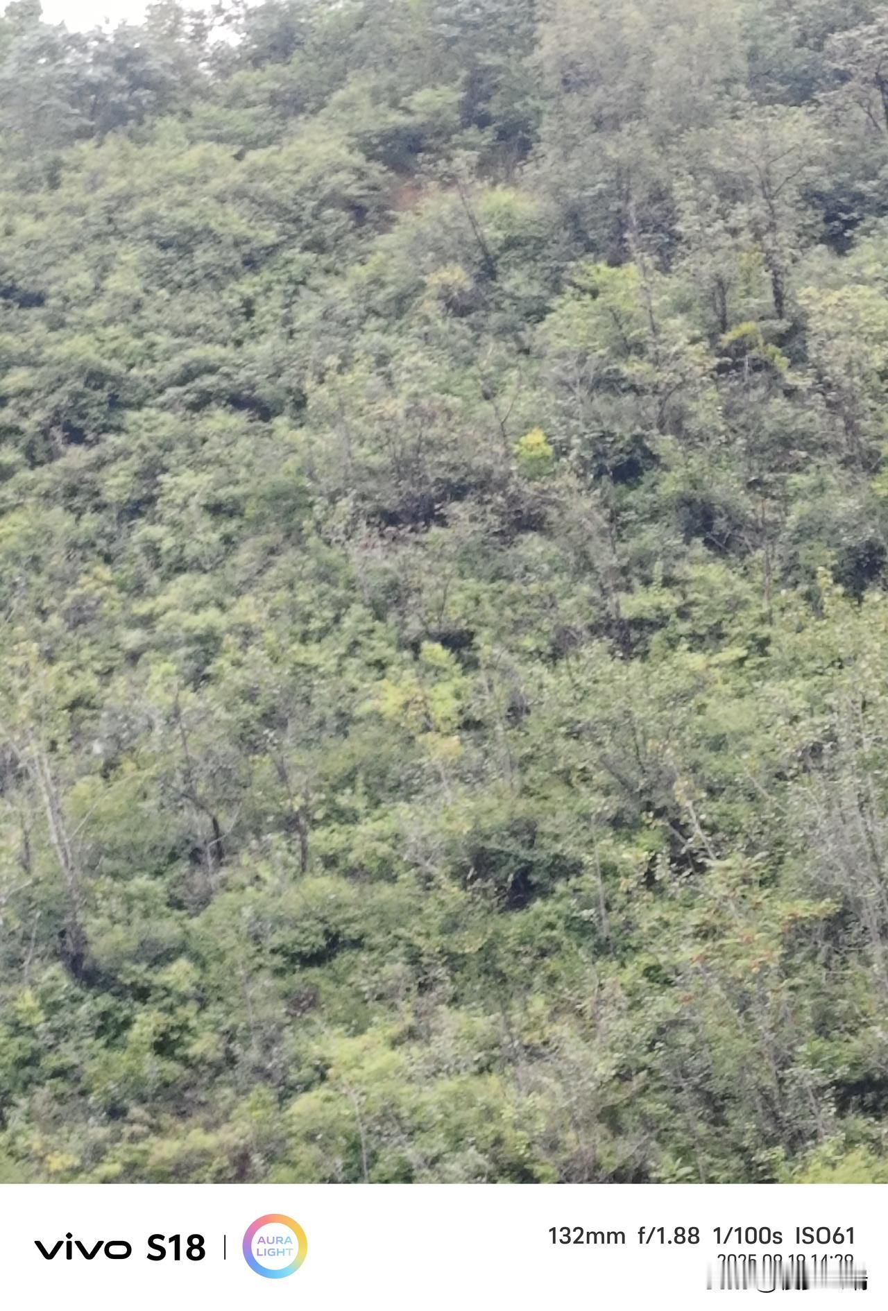 故乡的山，心灵的原乡
 
我的故乡，藏在一座青山的怀抱里。那山，没有名山大川的巍