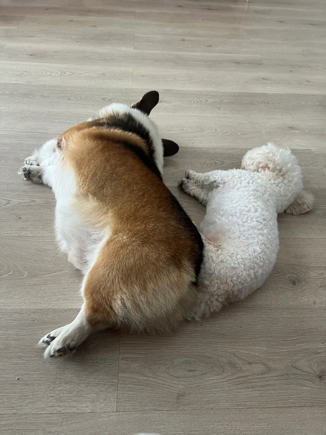 一开始也没想到它俩感情会好成这样