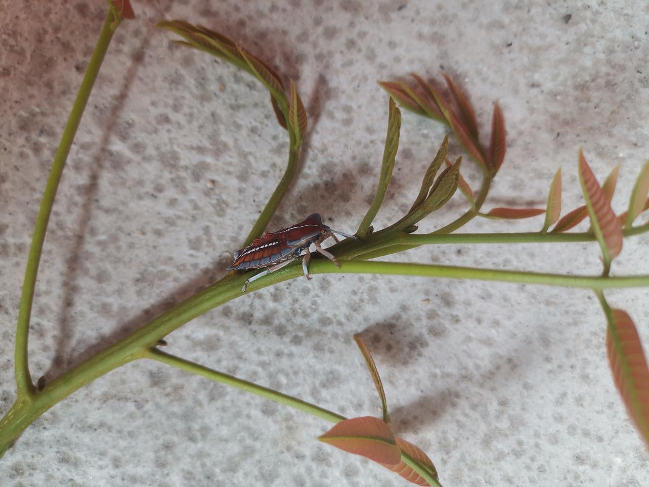 有个中年妇女，口袋里面总是带着糖，或者巧克力。
      话题撩开：她中学军训