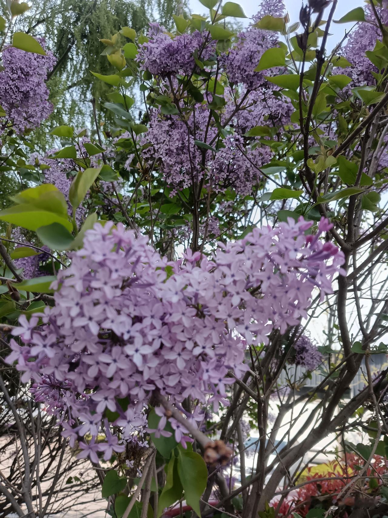 七绝•紫丁香
紫英点点半含羞，
丁蕊千千抛绣球。
香沁玉容风解意，
花前月下远忧