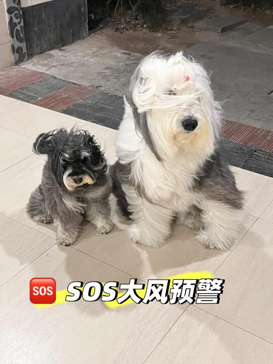 大风预警 SOS