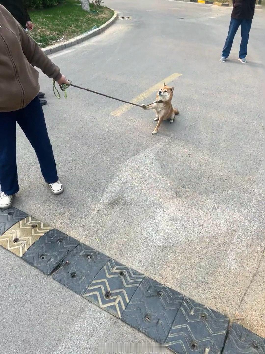 哈哈哈哈哈哈哈哈哈小区楼下的闹情绪的狗 （