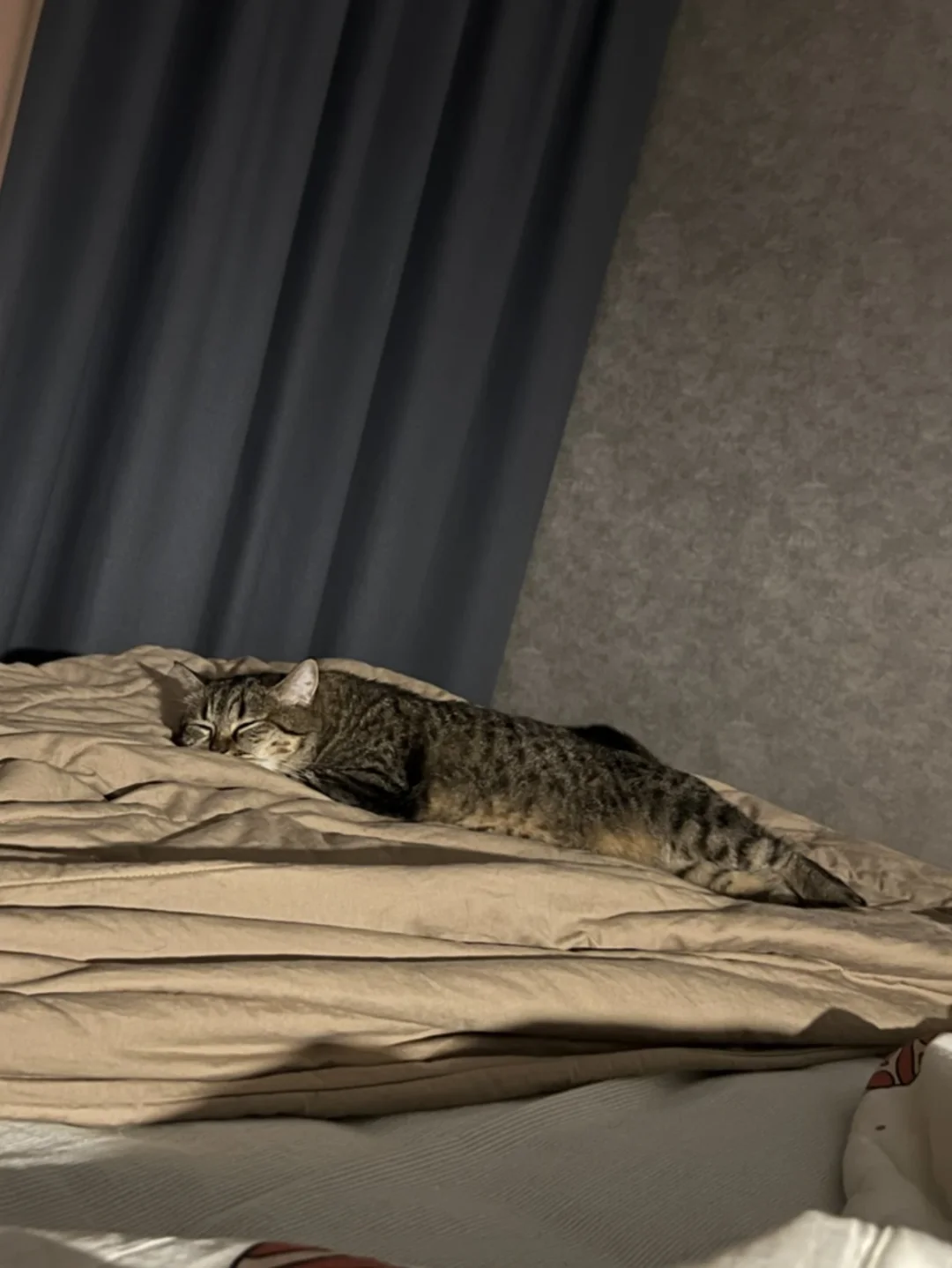 晚安啦小猫