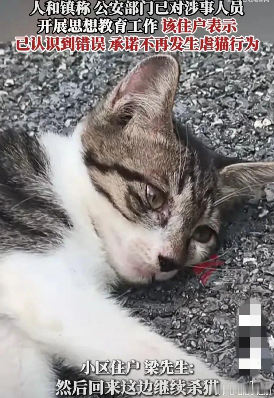男子幼儿园门口1天虐杀4只猫虐猫人士愈发猖獗，竟在幼儿园附近一天虐杀4只猫。虐猫