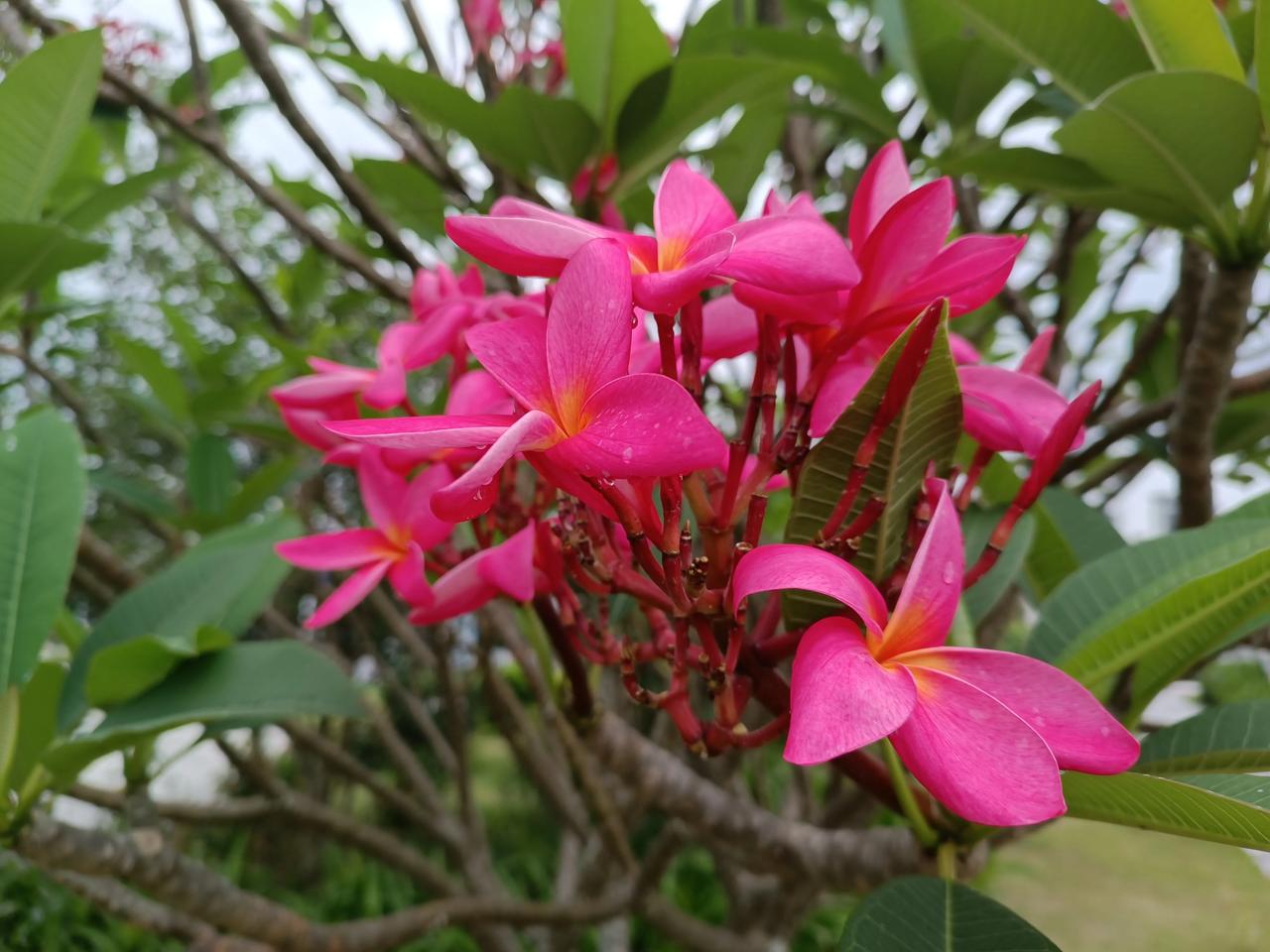 赏赏花
心情豁然开朗
烦恼都跑掉
😄😄