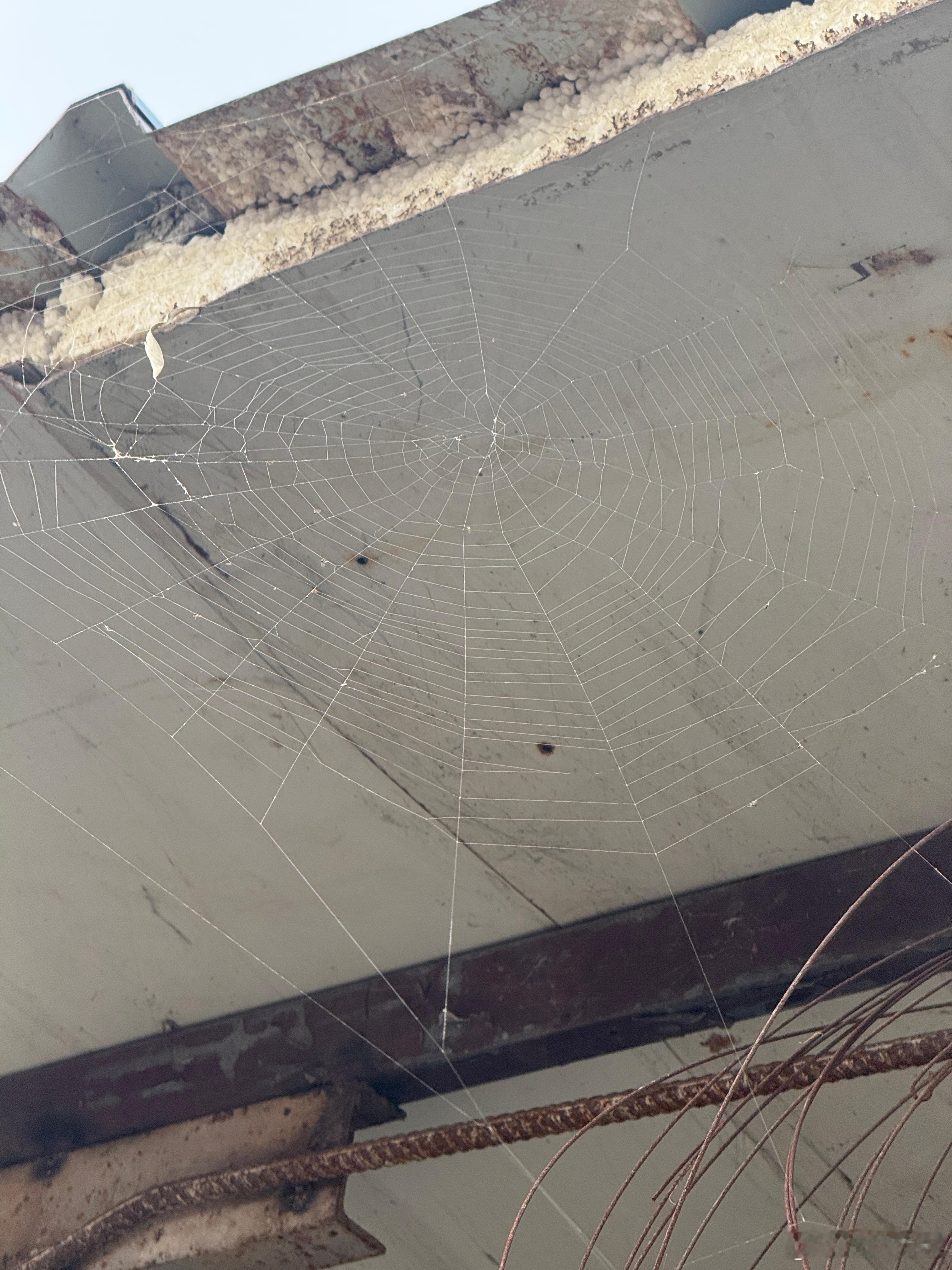 网友不在家？🕸️ 