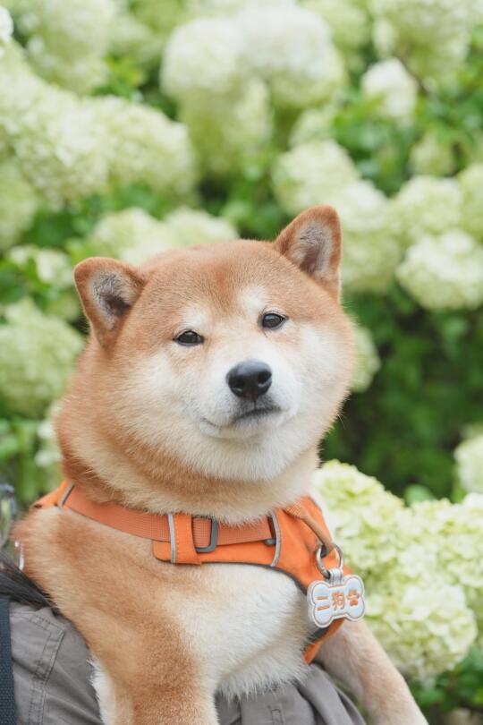 蹭了野生摄影师