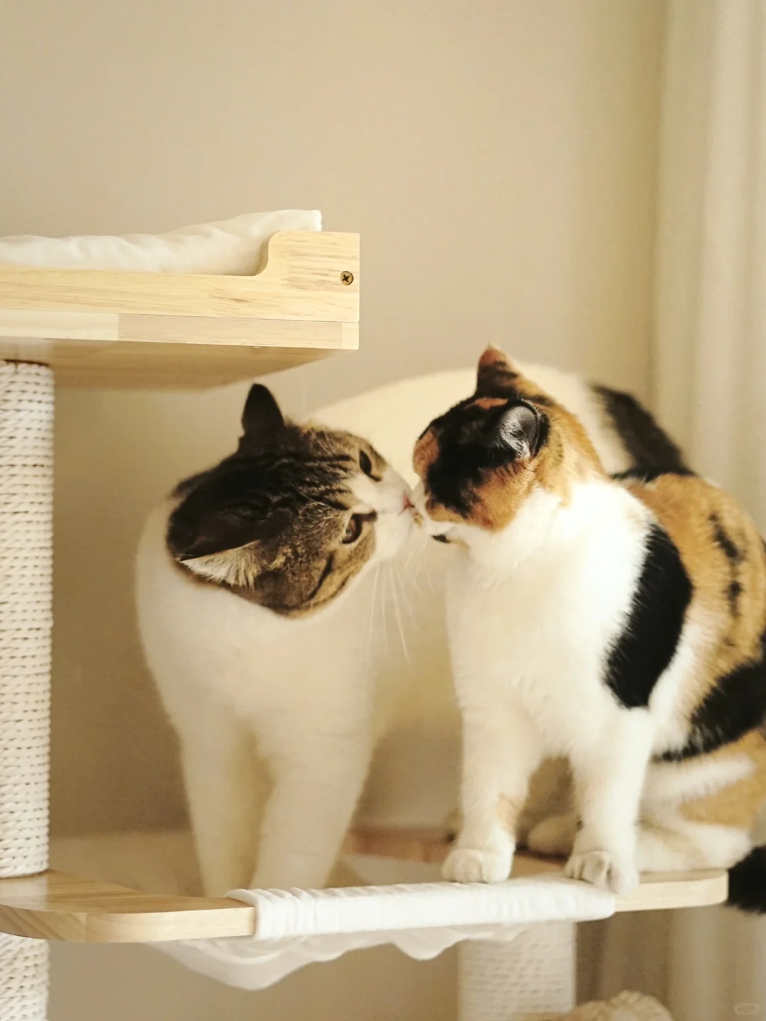 🧡最好的伙伴 | 📎附宠物写真拍摄技巧