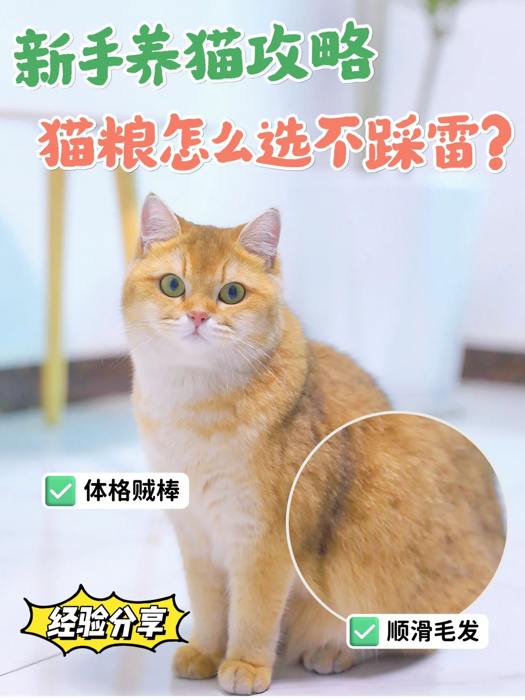 养猫攻略~猫粮怎么选才能挑√不踩雷？