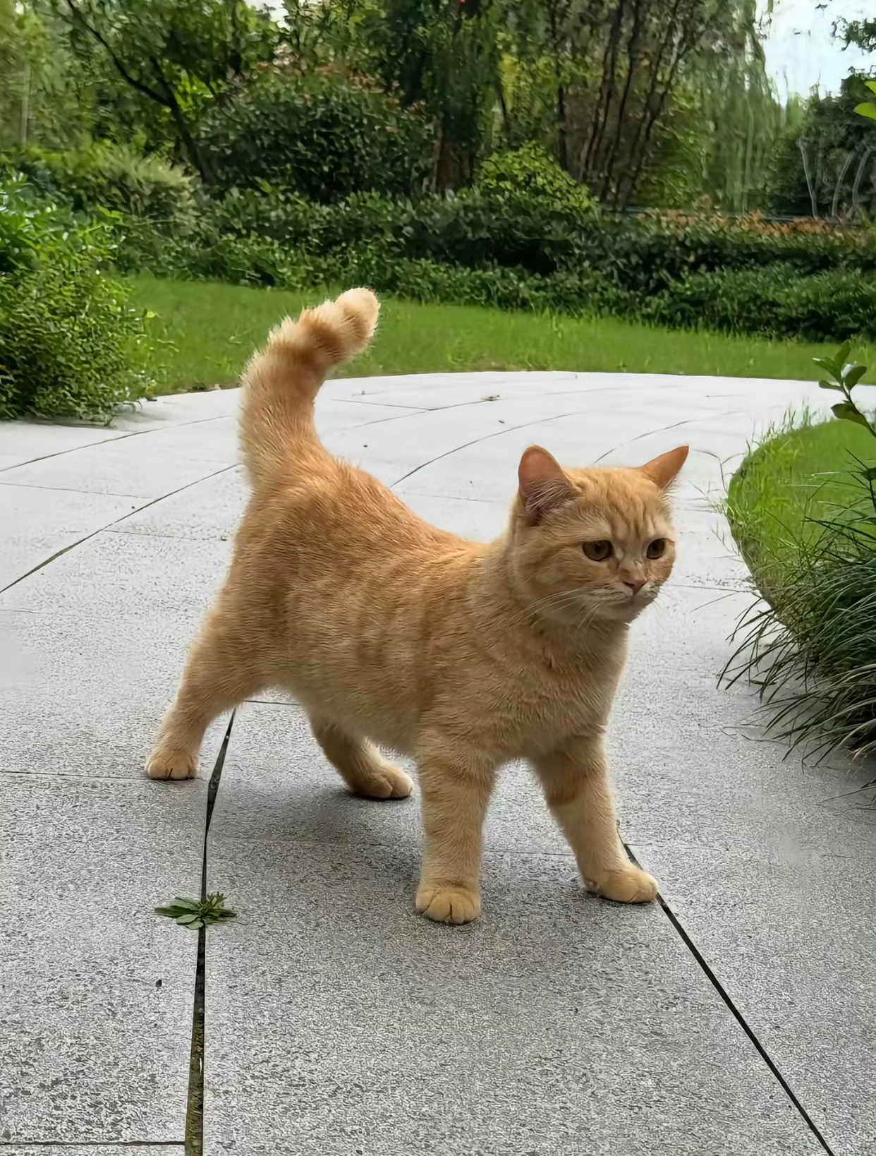 猫咪好像生气了😡 ​​​