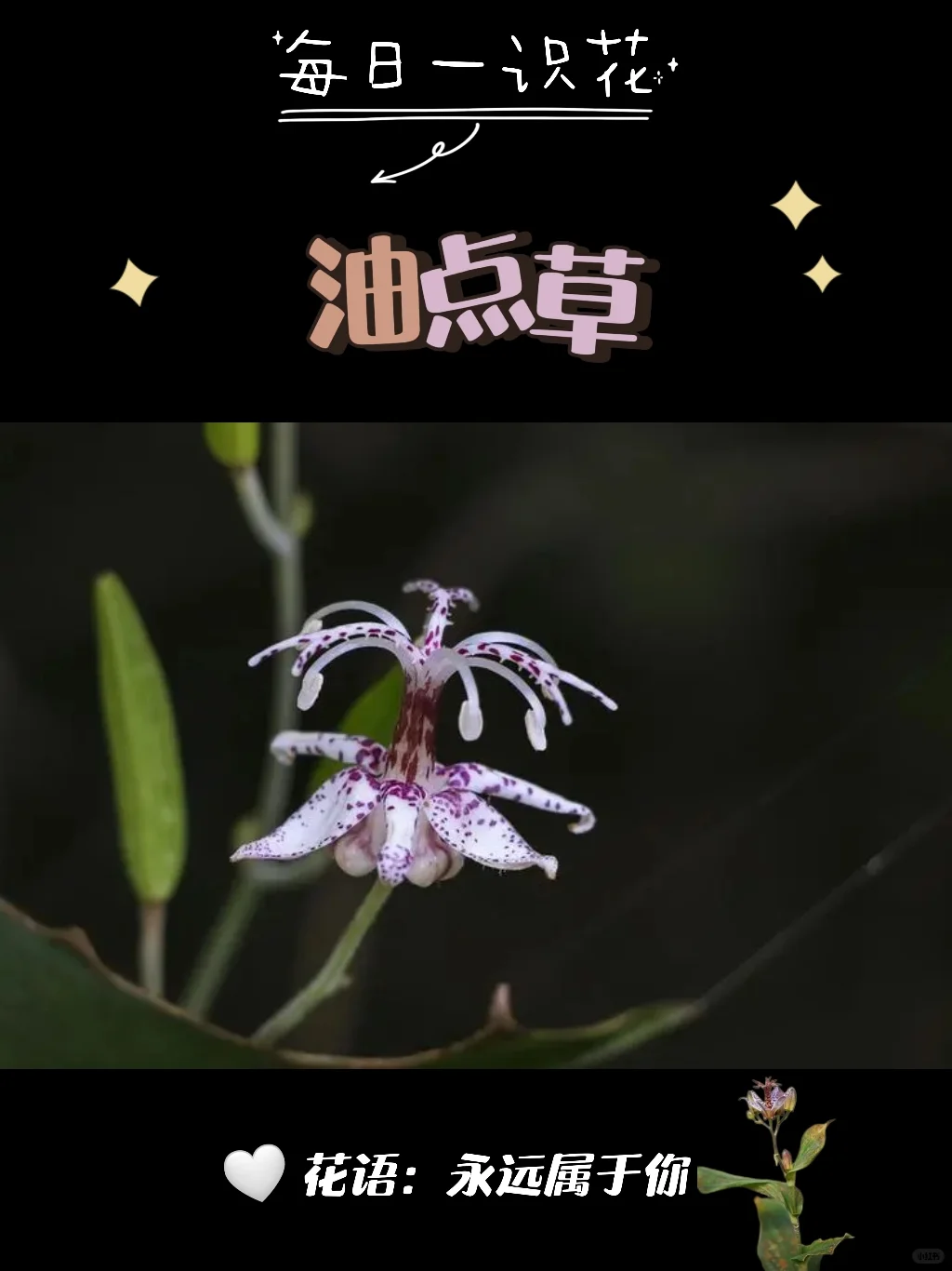 每天认识一种花之【油点草】day88