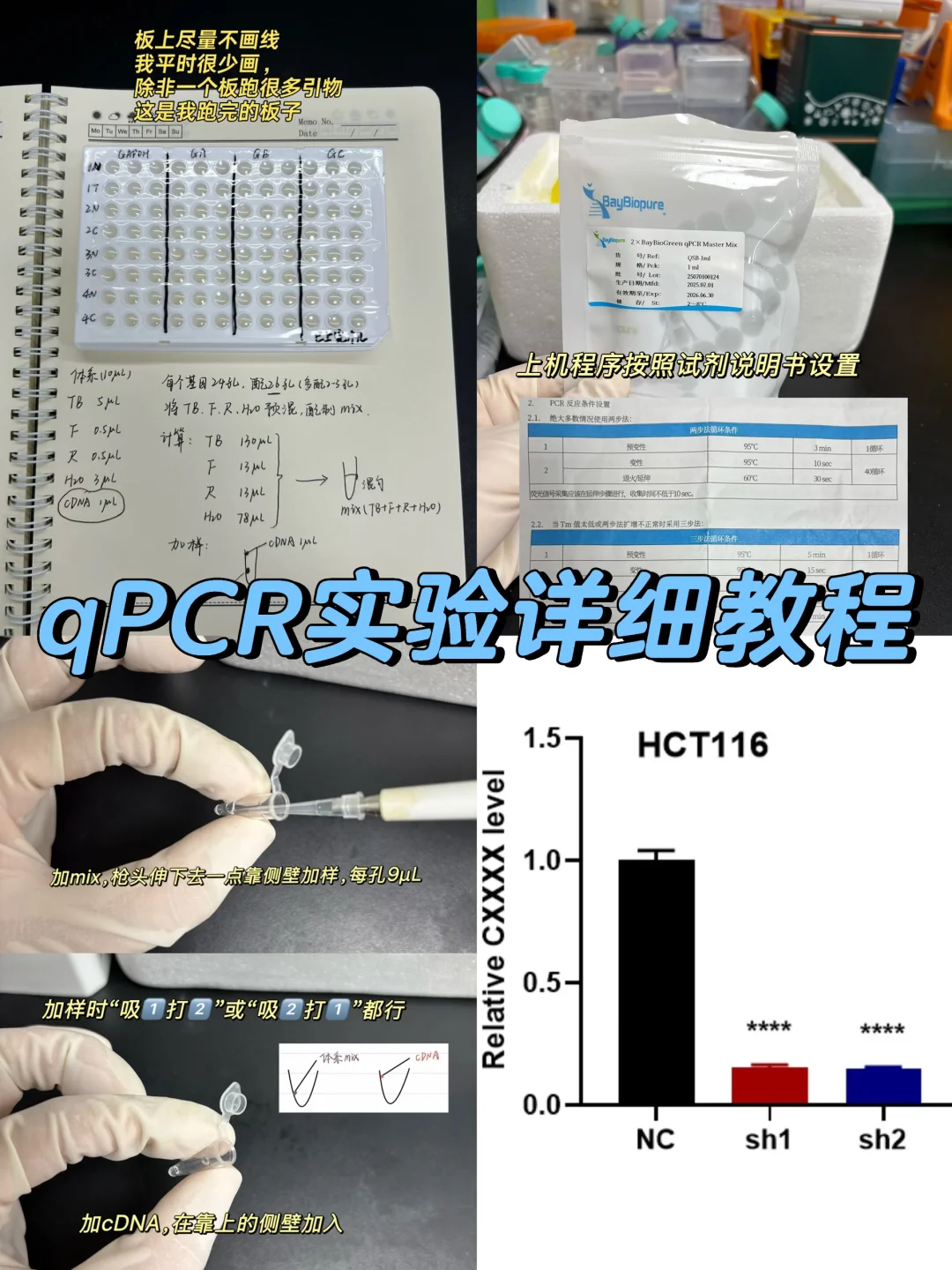 qPCR实验保姆级教程（布板→作图）❗