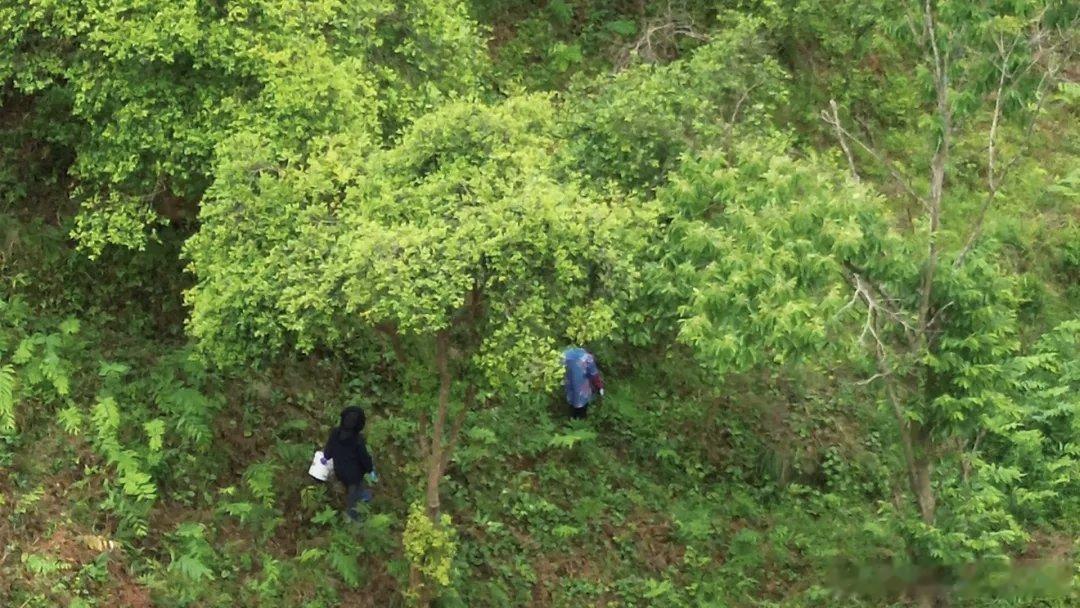 丽水松阳深山黄精管护正当时【松阳初夏山间忙，林下黄精管护正当时】油茶香榧林里套种