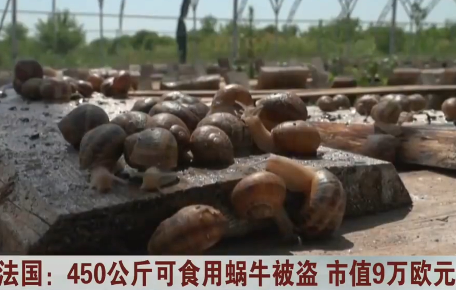 法国惊现蜗牛大盗 法国蜗牛养殖户这几天可真是倒了霉，一夜之间被偷走近500公斤蜗