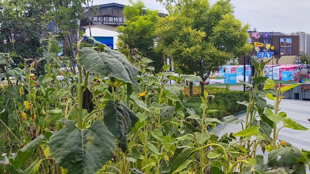 【天美杉杉奥特莱斯，向日葵的叹息【】

      在太原天美杉杉奥特莱斯广场前