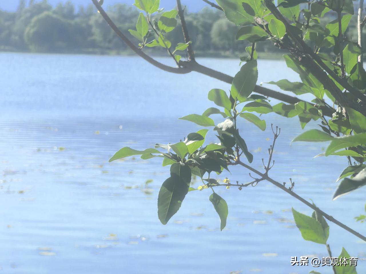 去年冬天，延庆夏都公园的荷花池被清理了，今年夏天只剩下一湖其。清水。