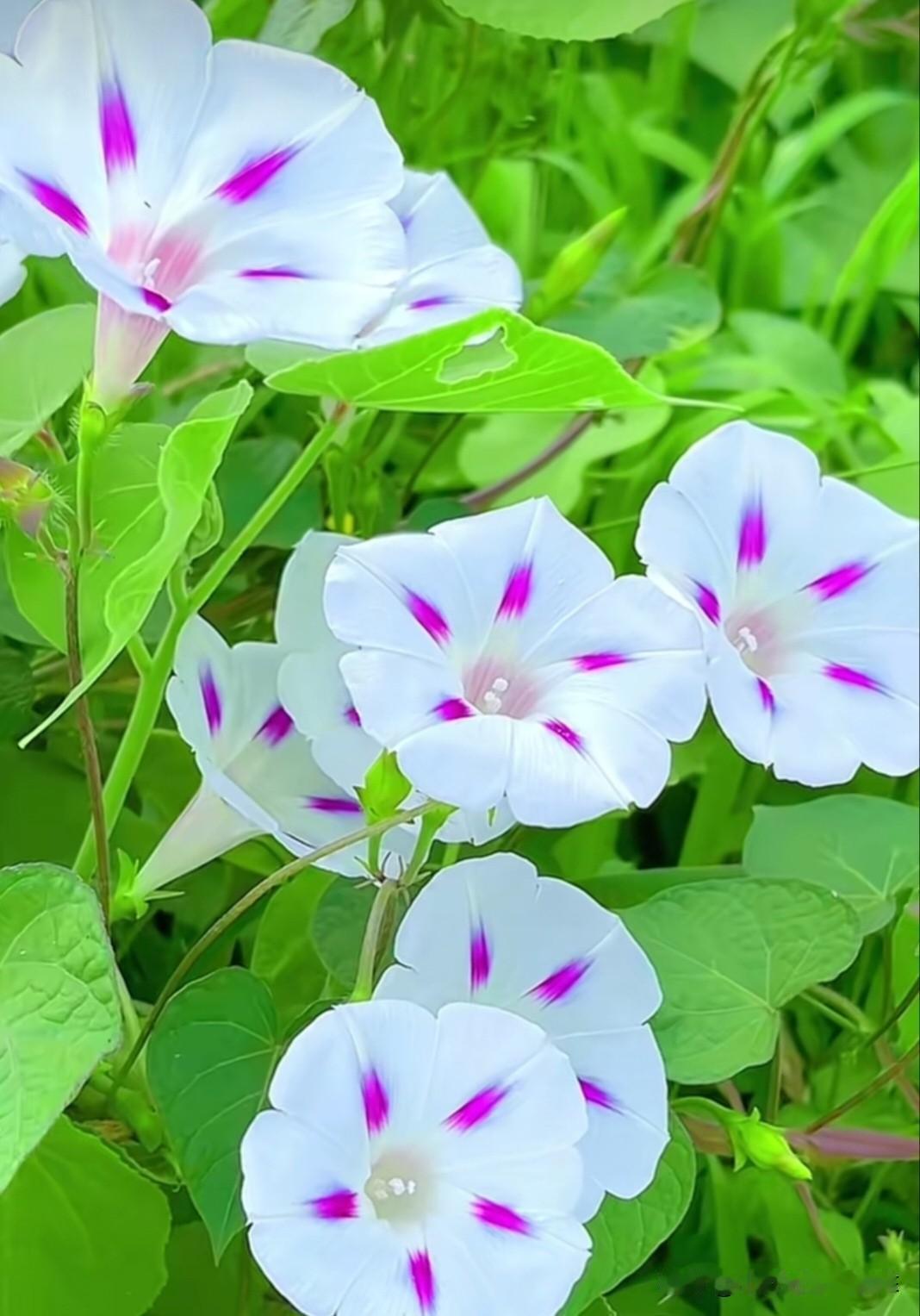 牵牛花（喇叭花）白瓣紫纹，清新雅致，如晨光中绽放的温柔。它花语是“永固的爱情与名