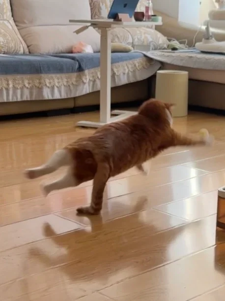 一根尾巴撬起整个猫球