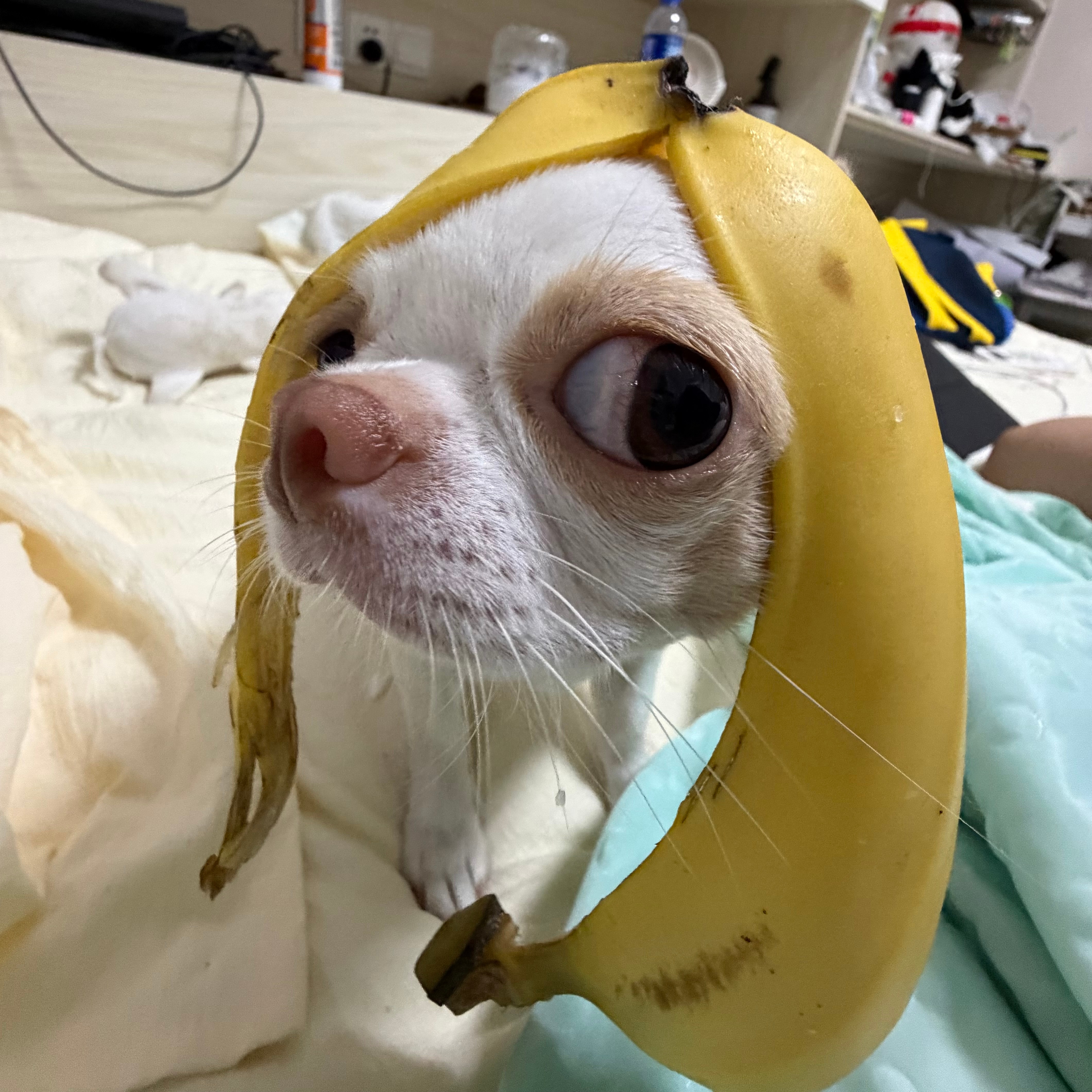 不跟你们闹了我要出门去吃盛香亭