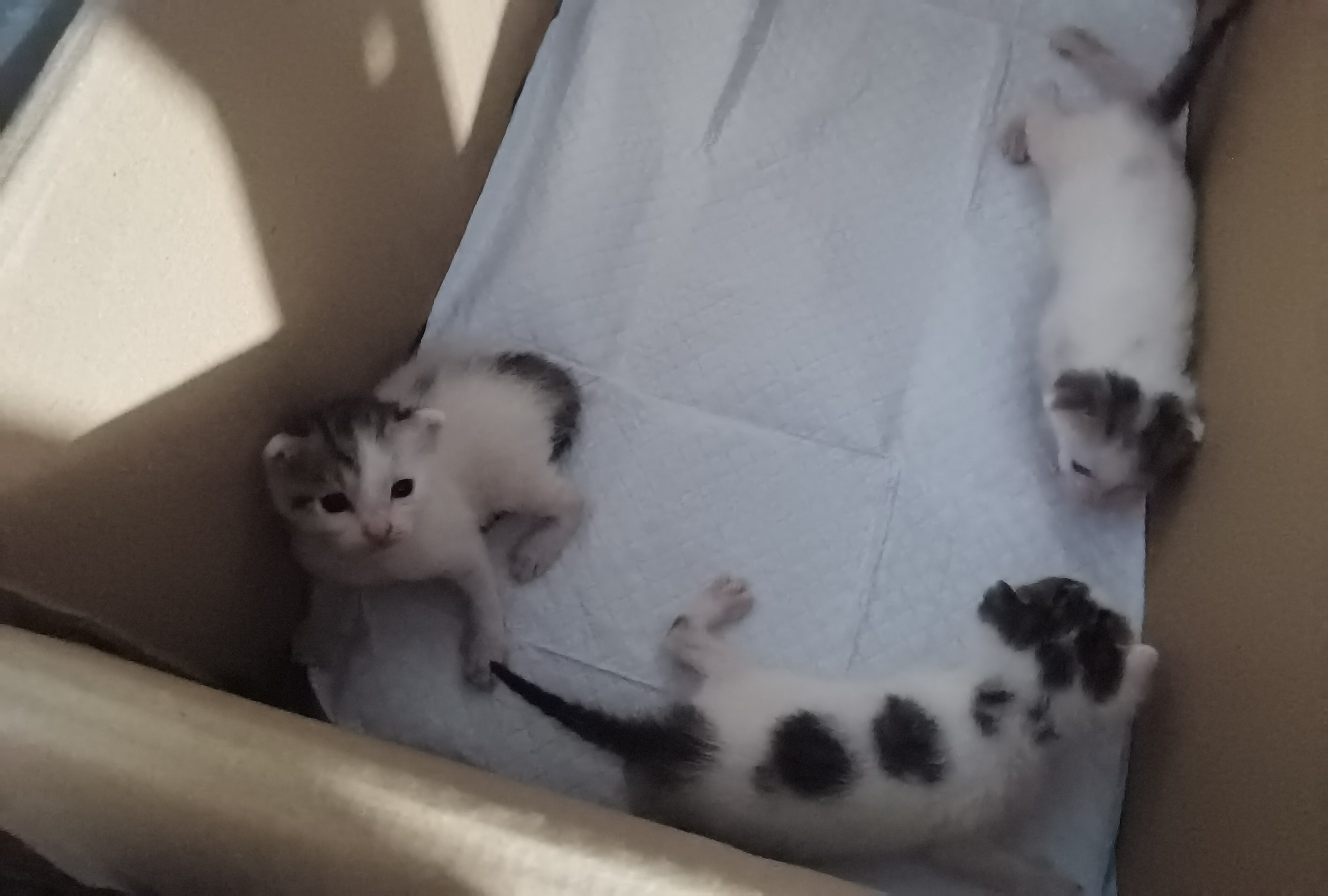 🐱 第19天猫妈喂奶时间变长了后小猫长得超快，今天就感觉是壮壮的猫猫虫了。感觉