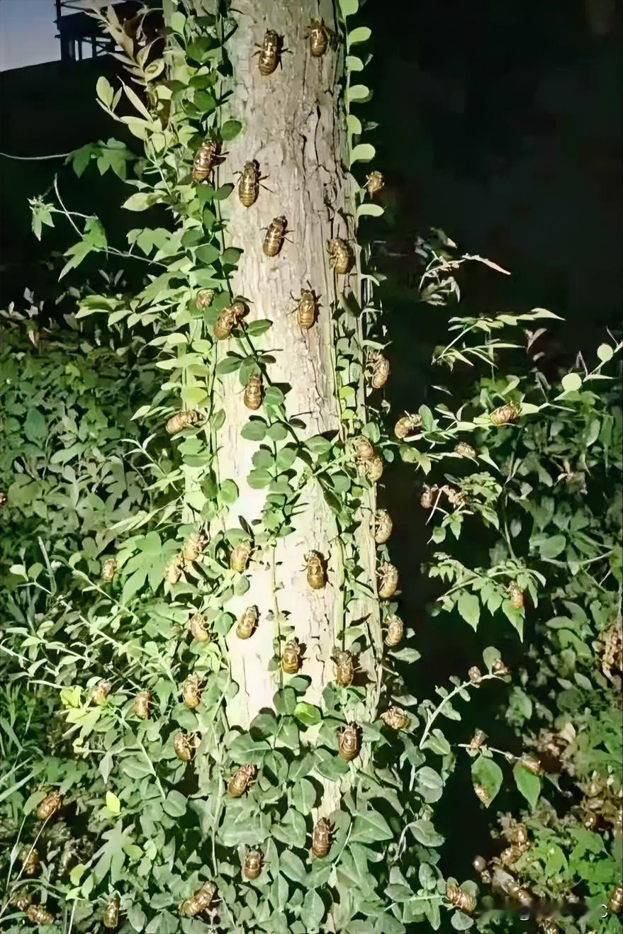 山东特产！家乡的姐溜猴，真的好多奥！好好吃奥！山东特色零食