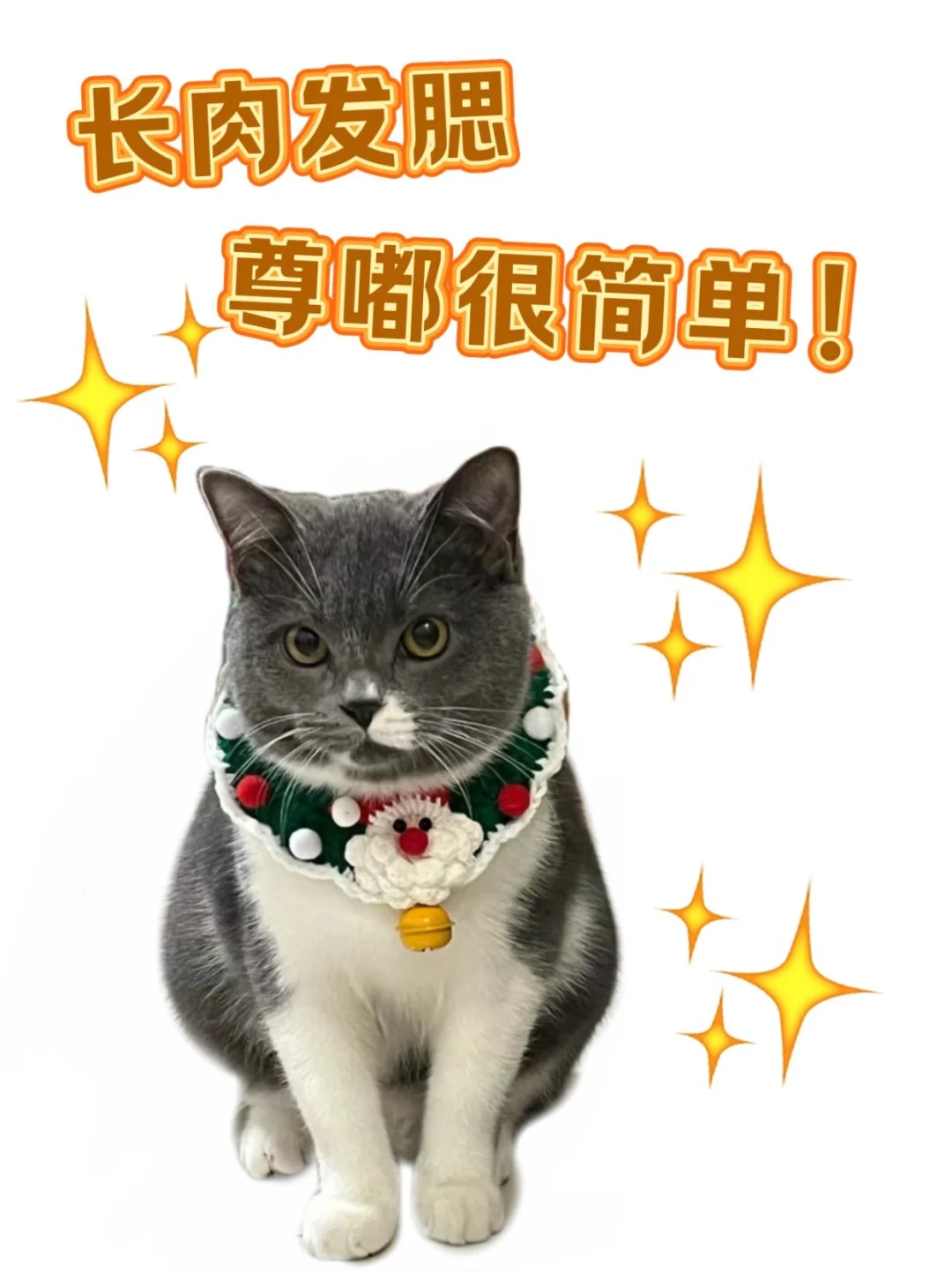 618猫粮选的好，轻松养出小猪咪