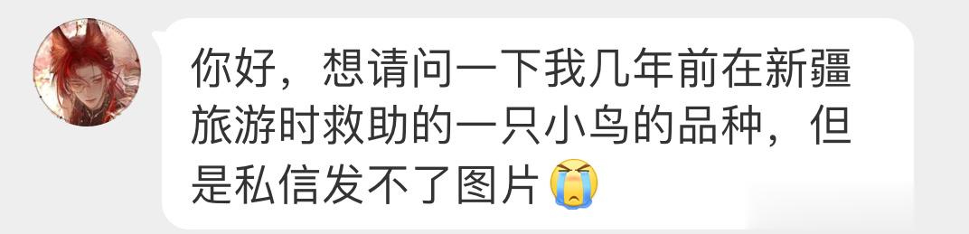 #鸟粉投稿# 旅游时救助的一只【雀鹰】看着呆萌，但人家也是猛禽奥，重点保护鸟类！