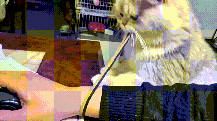 乖乖嘞，小姐姐正专心玩电脑，胳膊上戴着皮筋怪好看嘞。
调皮小猫一眼盯上，叼住皮筋